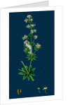 Galium Elatum; Common Great Bedstraw by Anonymous