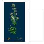 Galium Elatum; Common Great Bedstraw by Anonymous