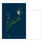 Galium Saxatile; Heath Bedstraw by Anonymous