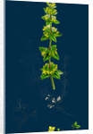 Galium Cruciatum; Mugwort by Anonymous