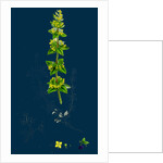 Galium Cruciatum; Mugwort by Anonymous