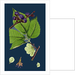 Ulmus Montana; Broad-Leaved Elm by Anonymous