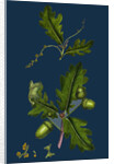 Quercus Pedunculata; Common Oak by Anonymous