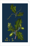 Quercus Pedunculata; Common Oak by Anonymous
