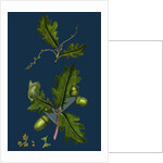 Quercus Pedunculata; Common Oak by Anonymous