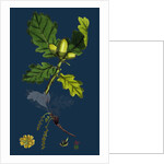 Quercus Sessiliflora; Sessile-Fruited Oak by Anonymous