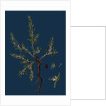 Polygonum Maritimum; Sea Knot-Grass by Anonymous