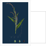 Polygonum Hydropiper; Water Pepper by Anonymous