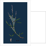 Polygonum Minus; Small Persicaria by Anonymous