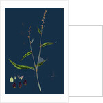 Polygonum Mite; Lax-Flowered Persicaria by Anonymous