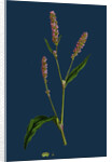 Polygonum Persicaria, Var. Elatum; Spotted Persicaria, Var. B. by Anonymous