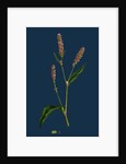 Polygonum Persicaria, Var. Elatum; Spotted Persicaria, Var. B. by Anonymous