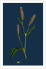 Polygonum Persicaria, Var. Elatum; Spotted Persicaria, Var. B. by Anonymous