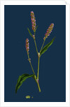 Polygonum Persicaria, Var. Elatum; Spotted Persicaria, Var. B. by Anonymous