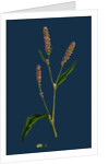 Polygonum Persicaria, Var. Elatum; Spotted Persicaria, Var. B. by Anonymous