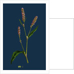 Polygonum Persicaria, Var. Elatum; Spotted Persicaria, Var. B. by Anonymous