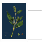 Polygonum Lapathifolium, Var. Genuinum; Glandular Persicaria, Var. A. by Anonymous