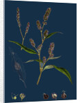 Polygonum Lapathifolium, Var. Nodosum; Glandular Persicaria, Var. B. by Anonymous