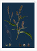 Polygonum Lapathifolium, Var. Nodosum; Glandular Persicaria, Var. B. by Anonymous