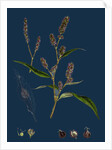 Polygonum Lapathifolium, Var. Nodosum; Glandular Persicaria, Var. B. by Anonymous
