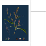 Polygonum Lapathifolium, Var. Nodosum; Glandular Persicaria, Var. B. by Anonymous