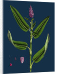 Polygonum Amphibium, Terrestre; Amphibious Bistort, Terrestial Form by Anonymous