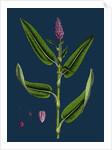 Polygonum Amphibium, Terrestre; Amphibious Bistort, Terrestial Form by Anonymous