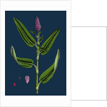 Polygonum Amphibium, Terrestre; Amphibious Bistort, Terrestial Form by Anonymous