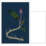 Polygonum Amphibium, Natans; Amphibious Bistort, Aquatic Form by Anonymous