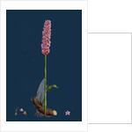 Polygonum Bistorta; Common Bistort by Anonymous