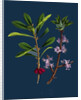 Daphne Mezereum; Mezereon by Anonymous