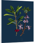 Daphne Mezereum; Mezereon by Anonymous