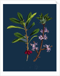 Daphne Mezereum; Mezereon by Anonymous