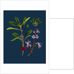 Daphne Mezereum; Mezereon by Anonymous