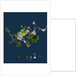 Linaria Cymbalaria; Ivy-Leaved Toadflax by Anonymous