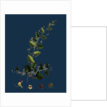 Linaria Elatine; Sharp-Leaved Fluellin by Anonymous