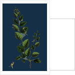 Linaria Spuria; Round-Leaved Fuellin by Anonymous