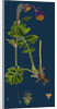 Geum Rivale; Water Avens by Anonymous