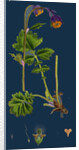 Geum Rivale; Water Avens by Anonymous