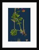 Geum Rivale; Water Avens by Anonymous