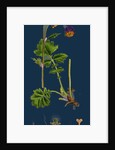 Geum Rivale; Water Avens by Anonymous