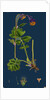 Geum Rivale; Water Avens by Anonymous