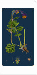 Geum Rivale; Water Avens by Anonymous