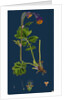 Geum Rivale; Water Avens by Anonymous