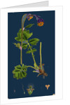Geum Rivale; Water Avens by Anonymous