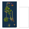 Geum Rivale; Water Avens by Anonymous