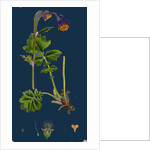 Geum Rivale; Water Avens by Anonymous