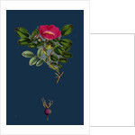 Rosa Mollissima; Soft-Leaved Rose by Anonymous