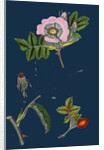 Rosa Canina; Common Dog-Rose by Anonymous