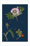 Rosa Canina; Common Dog-Rose by Anonymous